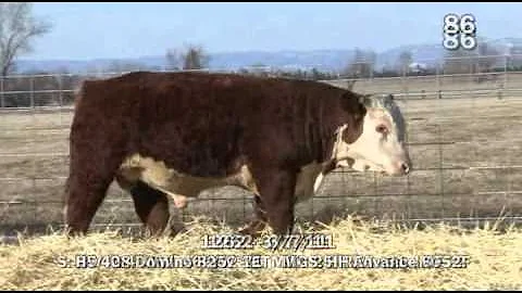 H5 8252 Domino 1262 - Lot 86