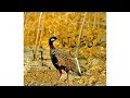 teetar | teetar ki awaz | teetar ki awaz video | sindhi teetar voice | teetar voice 2018 Mp3