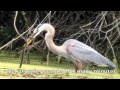 Great Blue Heron & water snake