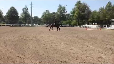 JDG Only Imagine - Western Riding