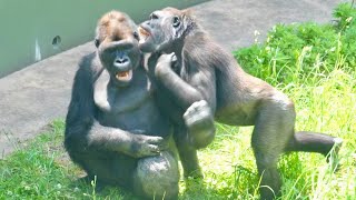 Gorilla siblings play excitedly and happily｜Shabani Group