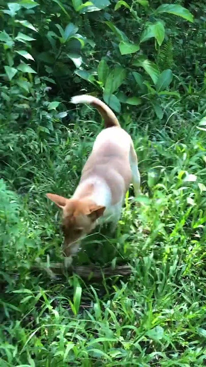 เดินตามหลังมา.#ไอ้ไฉไล #แมวน่ารัก #แมวเหมียว #funny #animals #cute #ขำๆ #shorts .