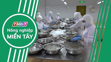 Xuất khẩu tôm sang thị trường EU tăng trưởng tốt | Nông nghiệp Miền Tây