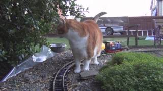 G scale trains and cat