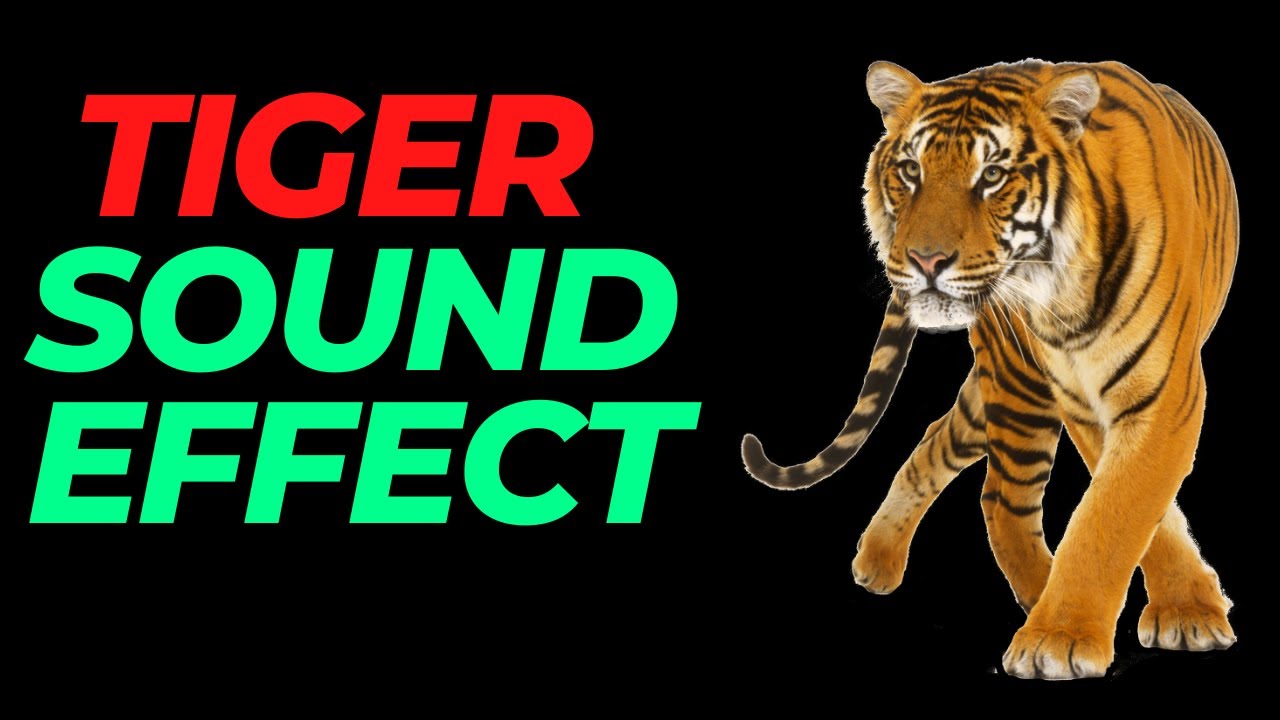 Tiger Roar Sound Effect 