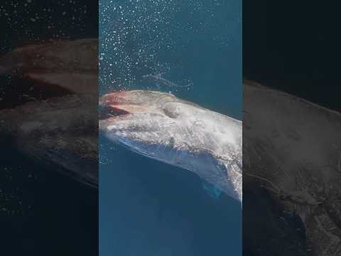 ПОЧЕМУ КИТОВ НЕВОЗМОЖНО СПАСТИ?! 😱🐋 В МИРЕ ЖИВОТНЫХ #животные