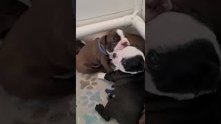 A Boston Terrier Puppy Pile turns into a hug fight with kisses at the end. #funnydog #cutedog  #dog