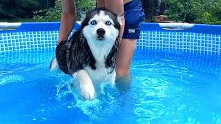 ฮัสกี้ของฉันไม่ได้คาดหวังนี้! สุนัขในสระว่ายน้ำ