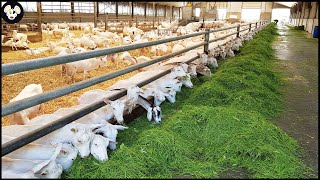 How Farmers Raise Goats To Produce More Milk - The Most Modern Goat Milking Factory