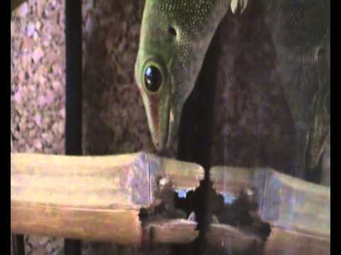 Nappali gekko youtube