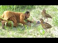 Easy technique of hunting quails  quail trap birds trap 2023  raptors today