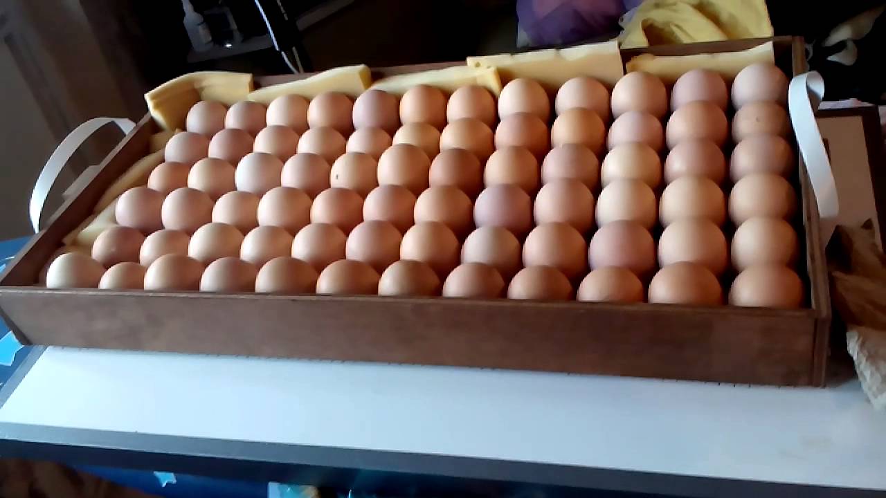 Инкубация яиц в блиц норма 72. Закладка яиц в инкубатор блиц 72. Инкубационное яйцо. Закладка яиц. Закладка яиц на инкубацию.