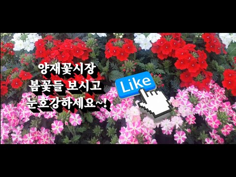 양재꽃시장 봄꽃들 구경하고 가세요~ #양재꽃시장 #식물튜브 #봄꽃 #양재동꽃시장