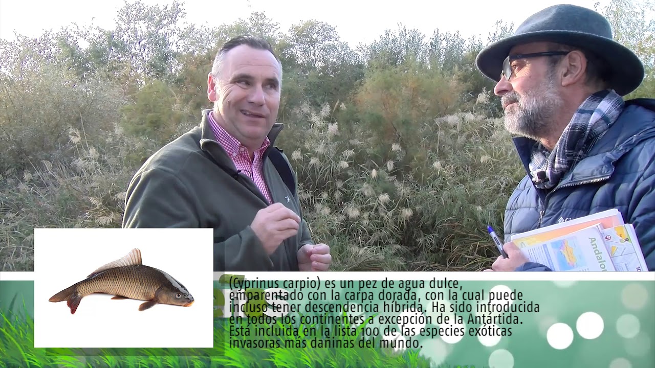 REPORTAJE PECES en el guadalquivir 2020 Cordoba LAS ACEÑAS