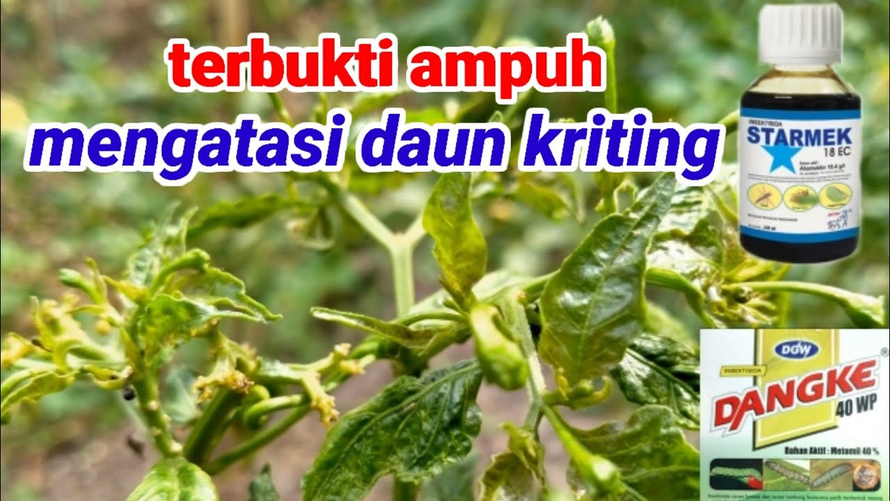Cara mengatasi daun keriting yang benar trik bkr Cara mengatasi daun keriting yang benar trik bkr