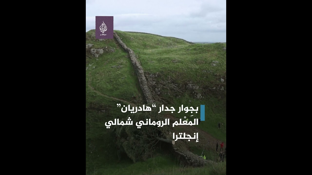 قطع شجرة عمرها 200 عام.. الشرطة البريطانية تلقي القبض على صبي عمره 16 سنة