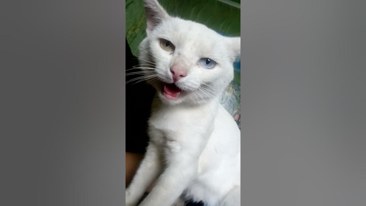 Кот открывает рот и дышит как собака. Кот вздыхает. котик выдыхай. кот дышит боками рот закрыт.
