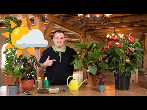 Video: Kamerplanten voor West Windows: beste planten voor West Window Light