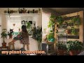 plant tour 🌿 my houseplant collection