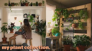 plant tour  my houseplant collection