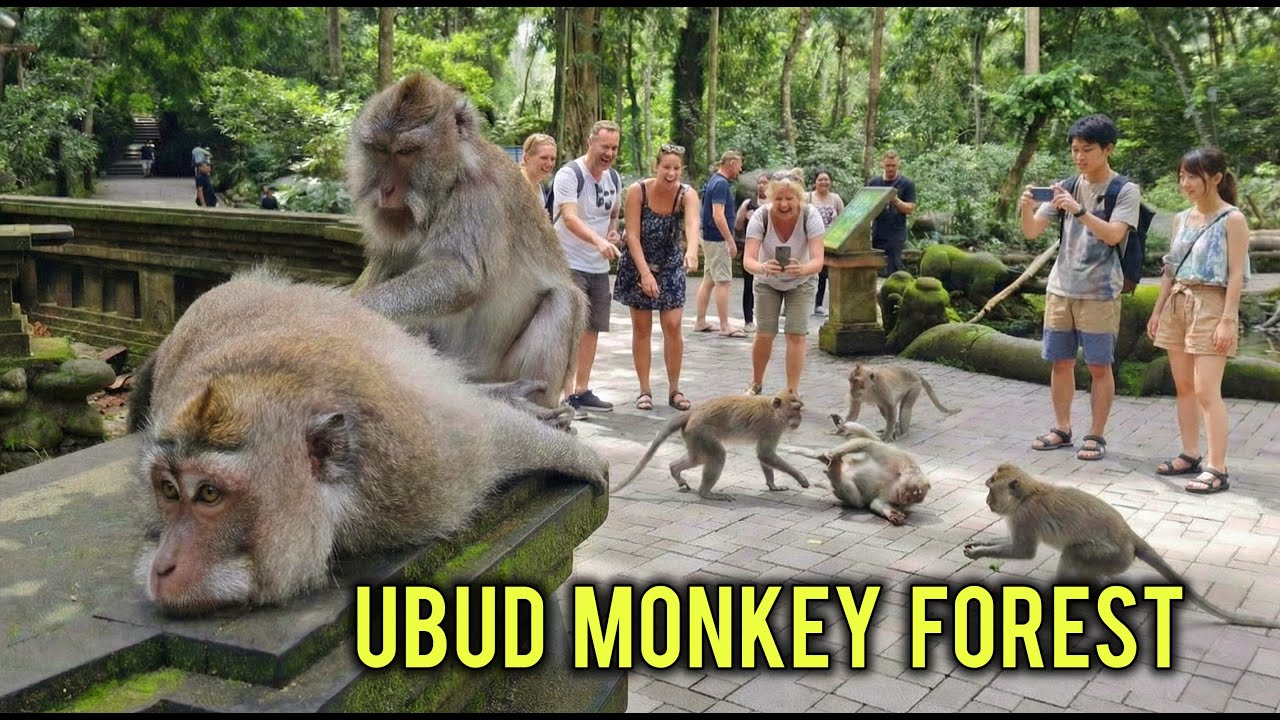 Explore Ubud Monkey Forest Bali | Fun Walking Tour with Playful Monkeys