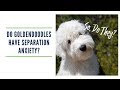 Goldendoodles: Do They Get Separation Anxiety?