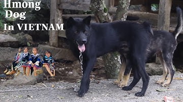 Phải nói là MỘT SIÊU PHẨM chó H’Mông Cộc Đuôi Vừa được Khai thác Một nơi Xa xôi