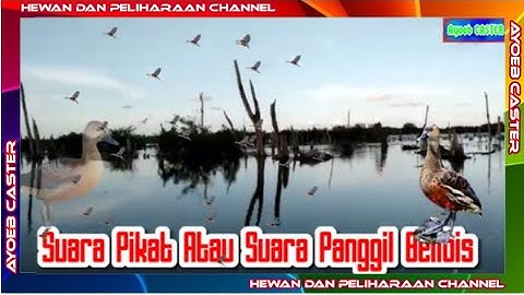 Suara Pikat Atau Suara Panggil Belibis @ayoebcaster