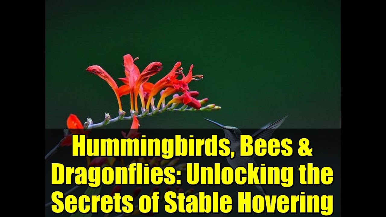 Колибри, пчелы и стрекозы: разгадка секретов устойчивого зависания в воздухе.