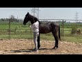 Horse training of colt senapati