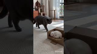 The Cat Became A Little Rabbit’s Guardian#CatLovers #CatLovers #CuteAnimal #CatAndBunny #petshorts