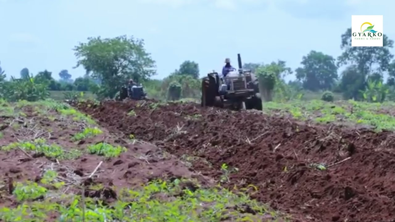 Root and Tubber Crops
