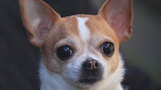 How Long Do Chihuahuas Live?🐾🌟🐶