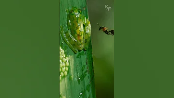 Похоже самец этой лягушки знает каратэ.
