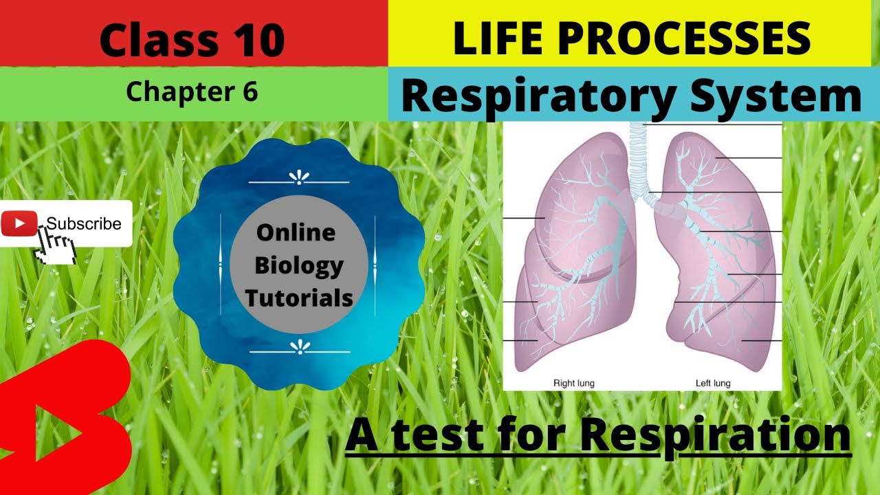 case study on respiration class 10