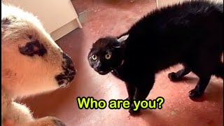 These Cats Speak English - Kitty Started Speaking When Introduced To His New Baby Brother by I'm kitting! 12,079 views 5 months ago 1 minute, 38 seconds