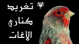 تغريد كناري الأغات