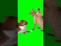 КОТ БЬЕТ ДРУГОГО КОТА ЛАПОЙ ФУТАЖ на ЗЕЛЁНОМ ФОНЕ КОТ БЬЕТ ДРУГОГО КОТА ЛАПОЙ ФУТАЖ на ЗЕЛЁНОМ ФОНЕ
