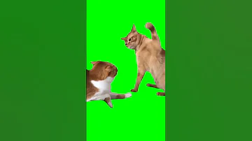 КОТ БЬЕТ ДРУГОГО КОТА ЛАПОЙ ФУТАЖ на ЗЕЛЁНОМ ФОНЕ 