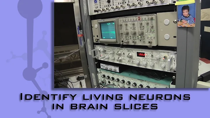 Investigating Drug Use: Brain Neurons