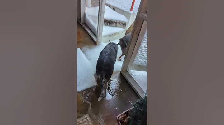 Grishy and P, Intrepid Snow Dogs