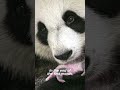 How Panda&#39;s baby is Growing Up