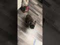 Первая команда в кармане 🎓🐾 #fyp #frenchbulldog