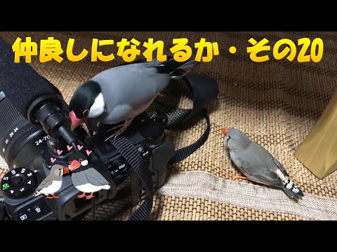 【文鳥・キンカチョウ】カメラで遊ぶ
