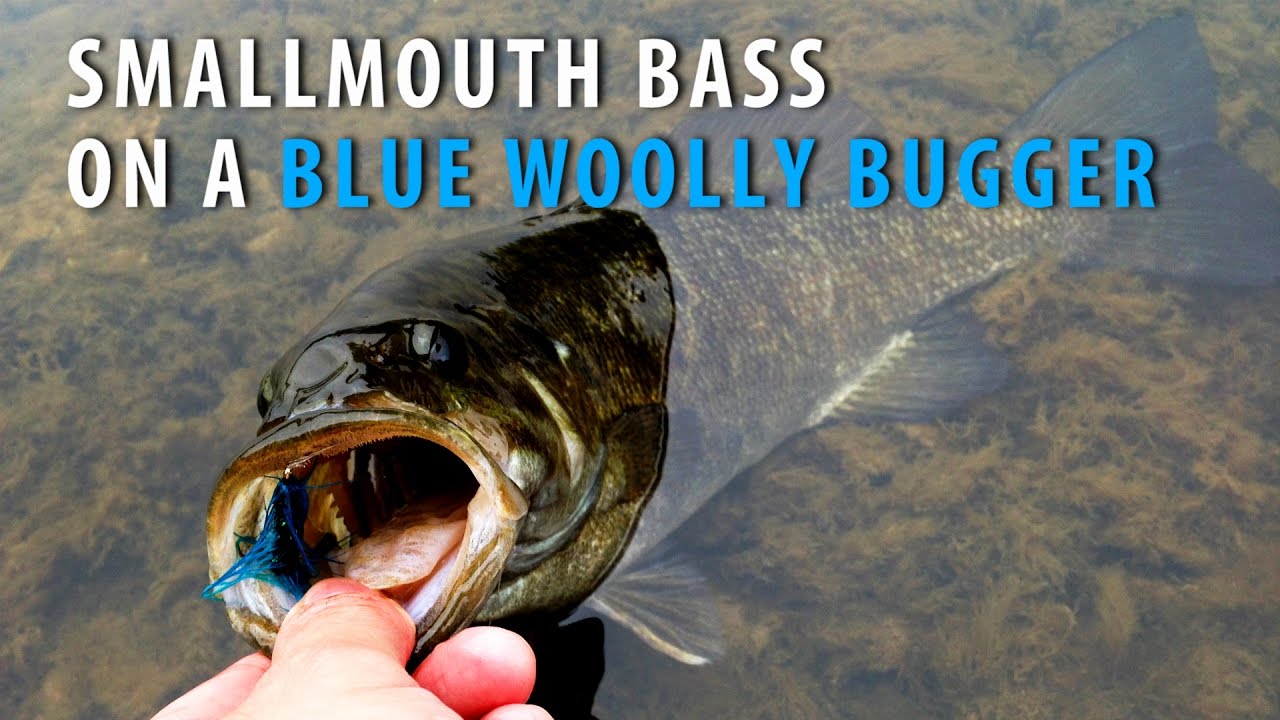 Fly Fishing for Smallmouth Bass with a Blue Woolly Bugger YouTube