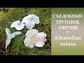 Съедобный Трутовик овечий - Albatrellus ovinus