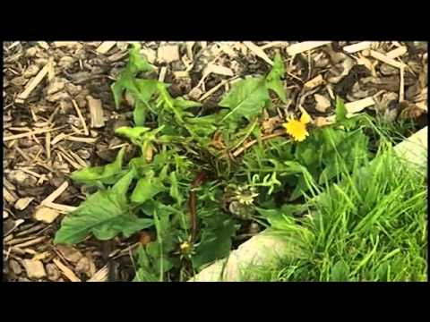Video: Aplikace herbicidu Berm: Informace o kontrole plevele pro Bermy