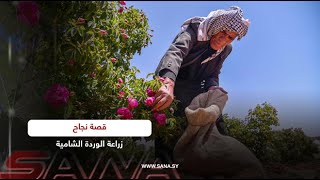 زراعة الوردة الشامية.. قصة نجاح