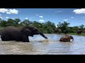 A Magical Scene as Albino Calf, Khanyisa Splashes Like the Big Elephants in the Waterhole! 💦