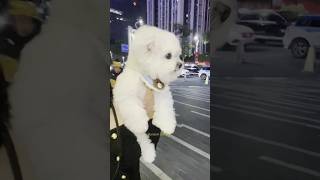 Poodle Beauty  #dog #poodle #cute